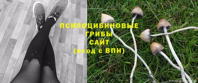 OMG как зайти  Череповец  Псилоцибиновые грибы Cubensis 